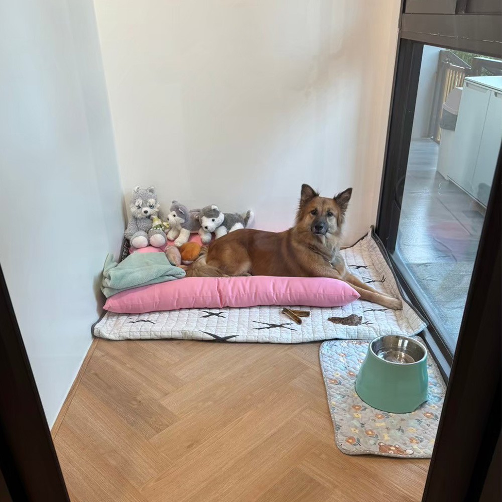 Dogs resting calmly at Dog Garden