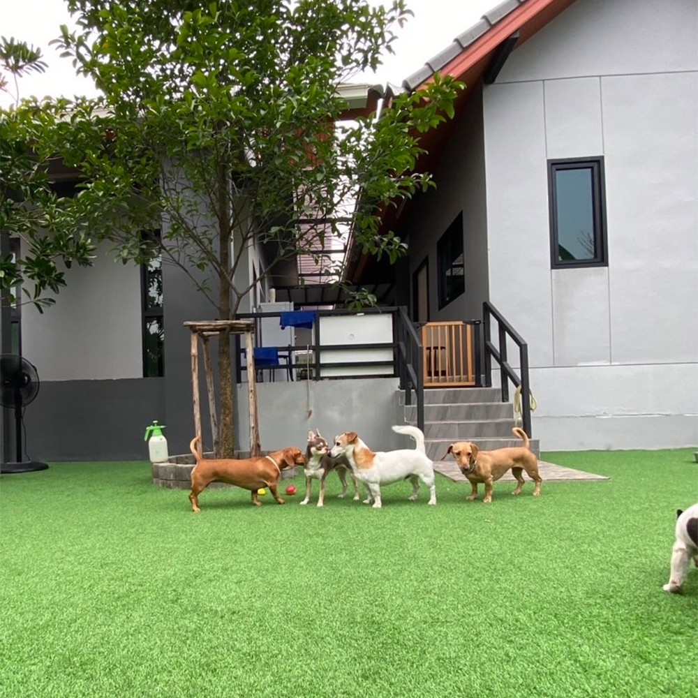 Dogs playing at Dog Garden BKK