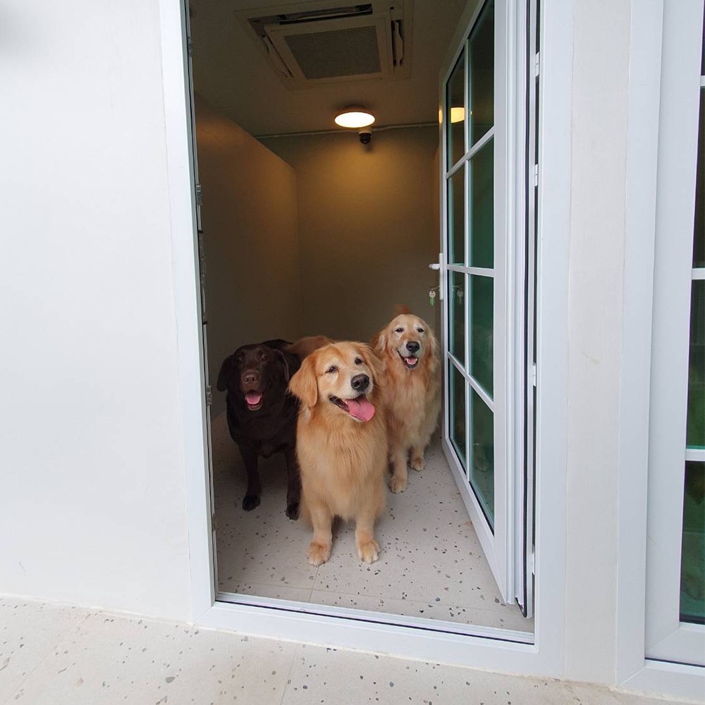 Dog hotel room